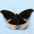 Grey count Euthalia lepidea